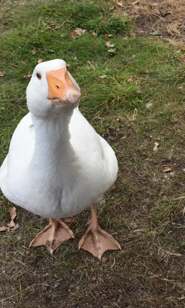 Gans Frau Olaf