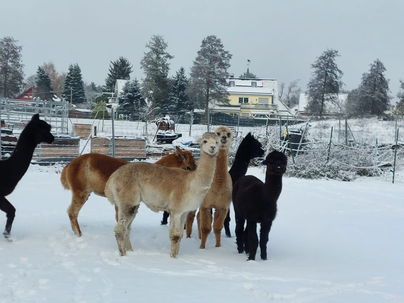 Alpakas im Schnee