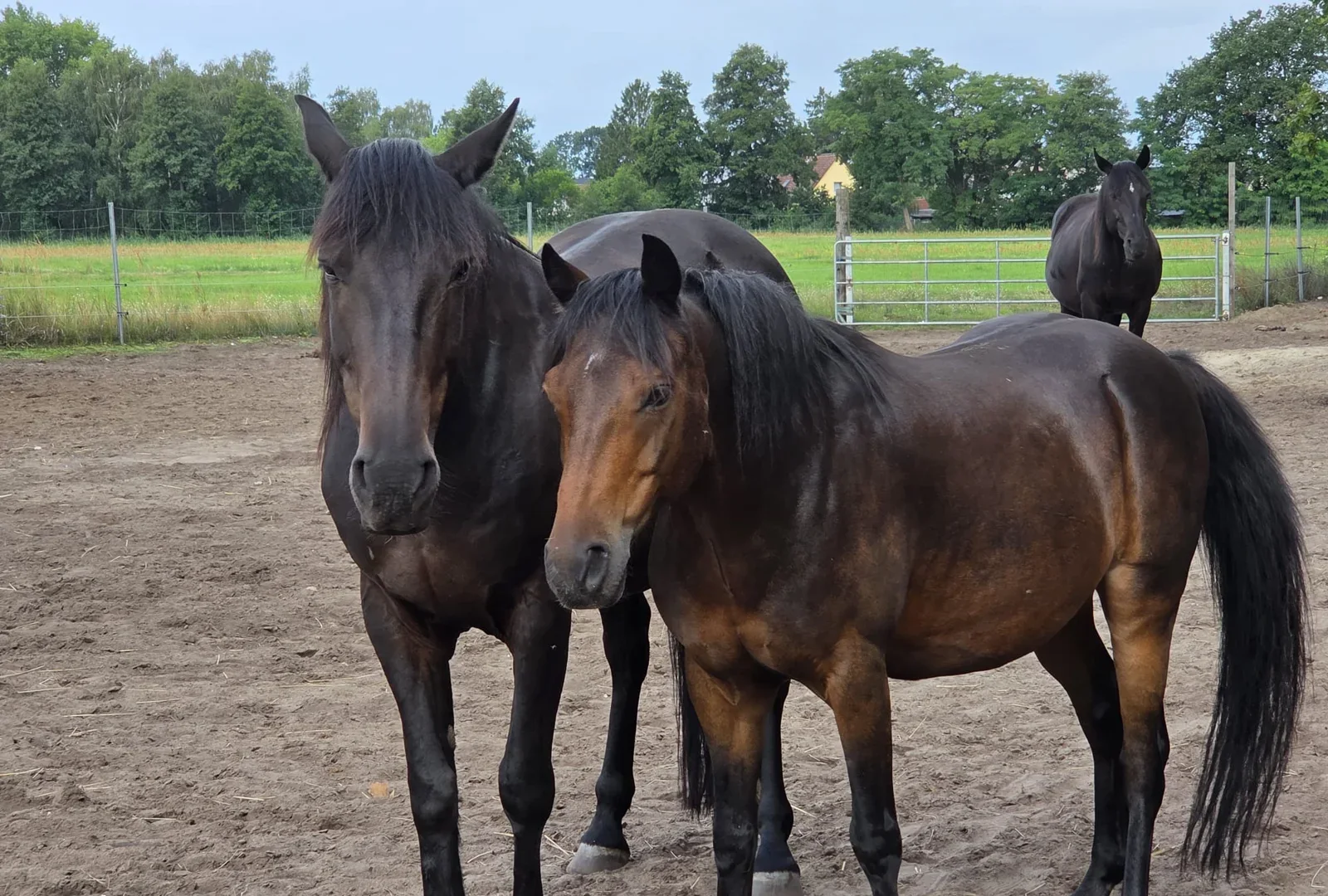 Zwei Pferde auf dem Paddock