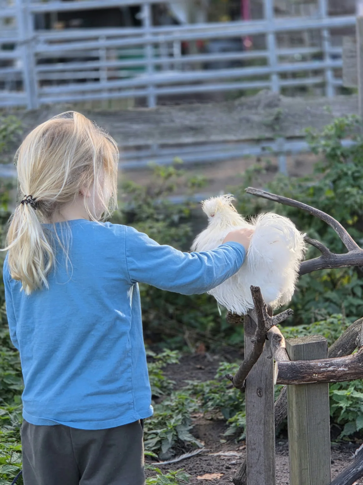 Kind streichelt ein Huhn