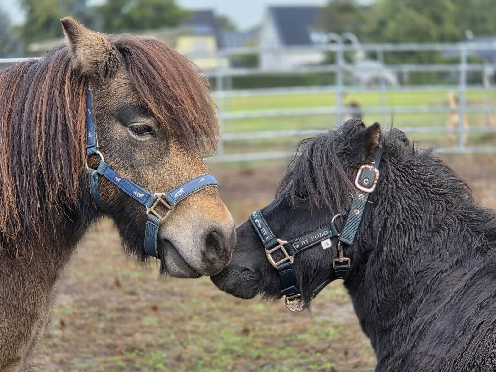 Zwei Ponys stecken die Köpfe zusammen