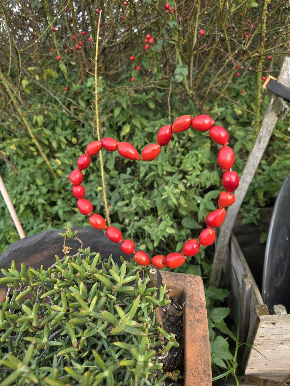 Herz aus roten Beeren im Garten