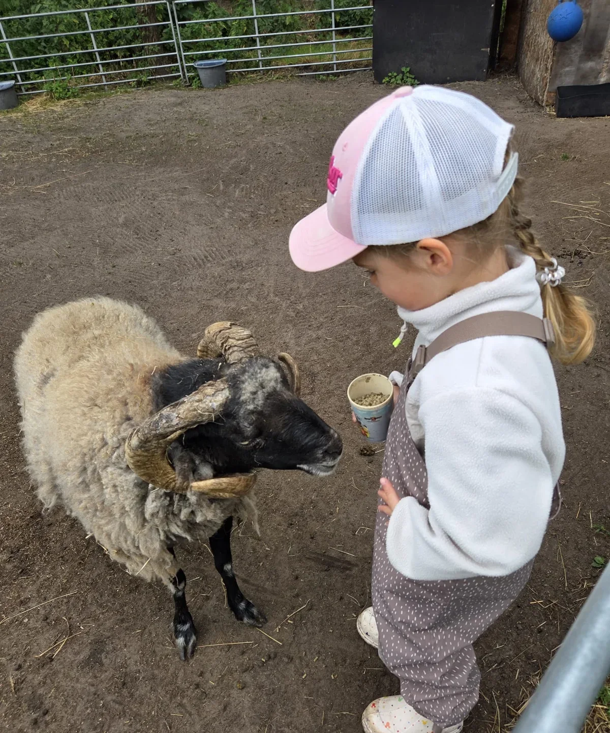 Kind füttert ein Schaf