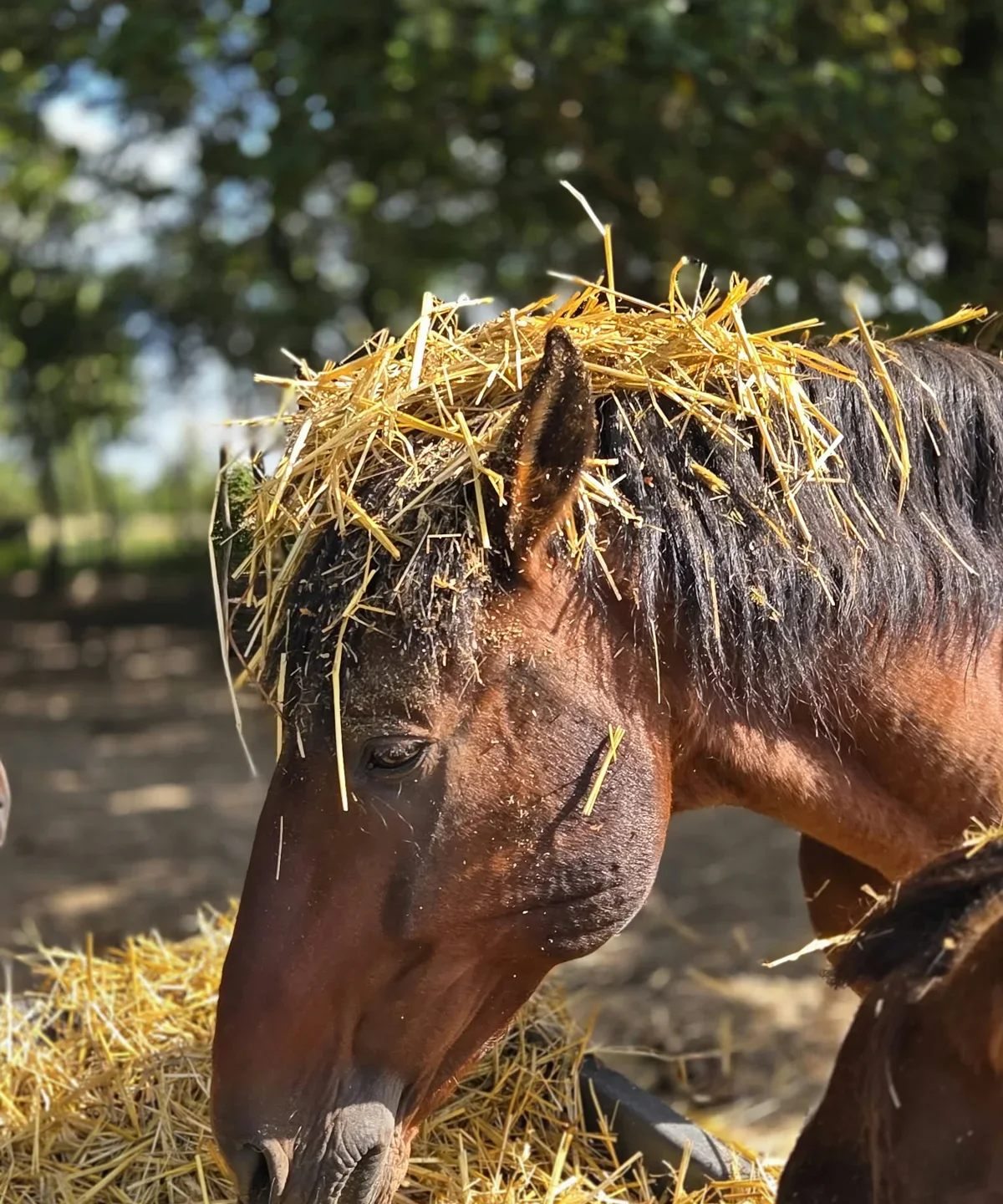 Pferd mit Heu in der Mähne