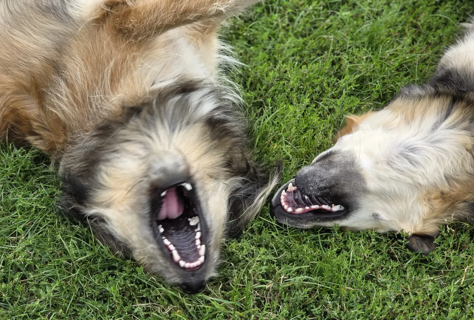 Hofhunde dösen im Gras