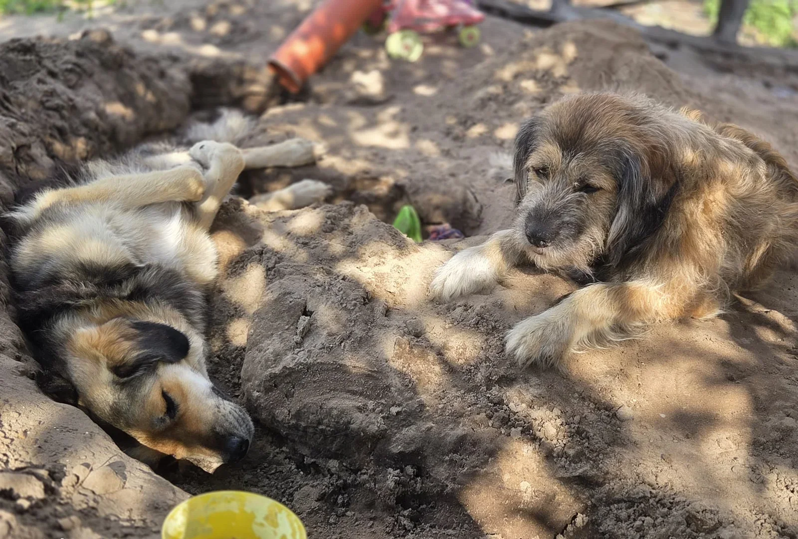 Die Hofhunde Mr. Grinch und Herkules dösen in der Erde