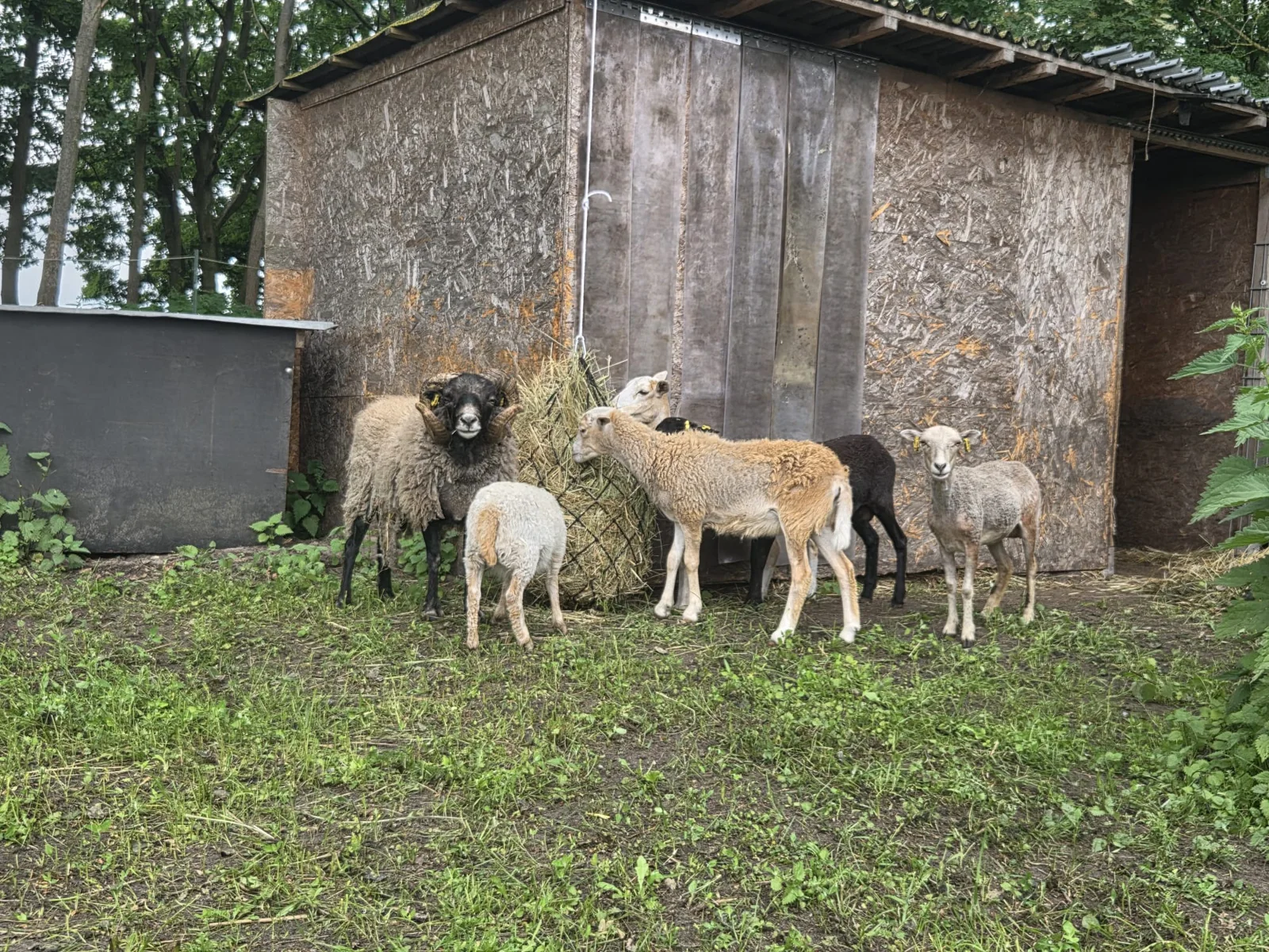 Schafe vor dem Stall