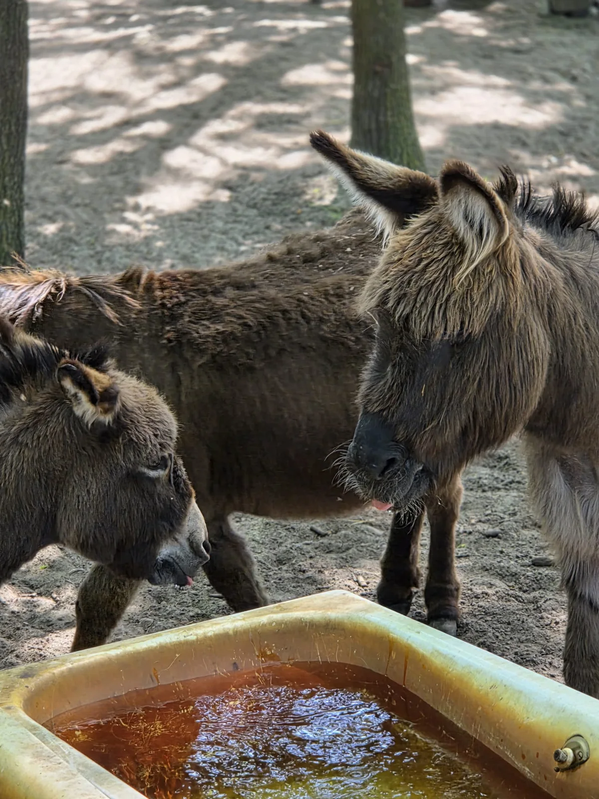 Esel an der Tränke