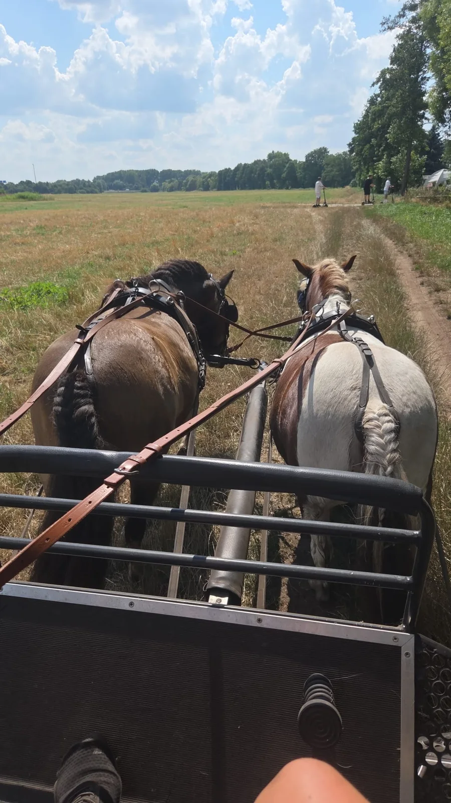 Kutschfahrt über die Felder