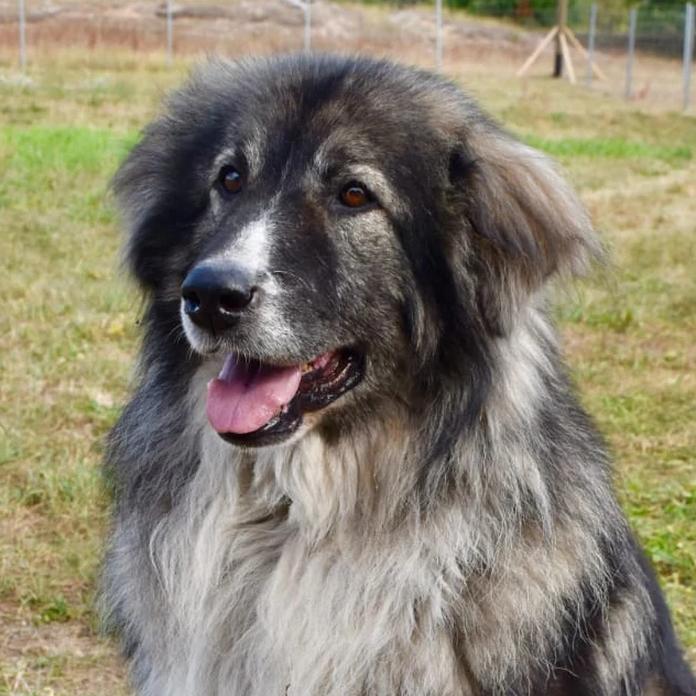 Hofhund Eliot