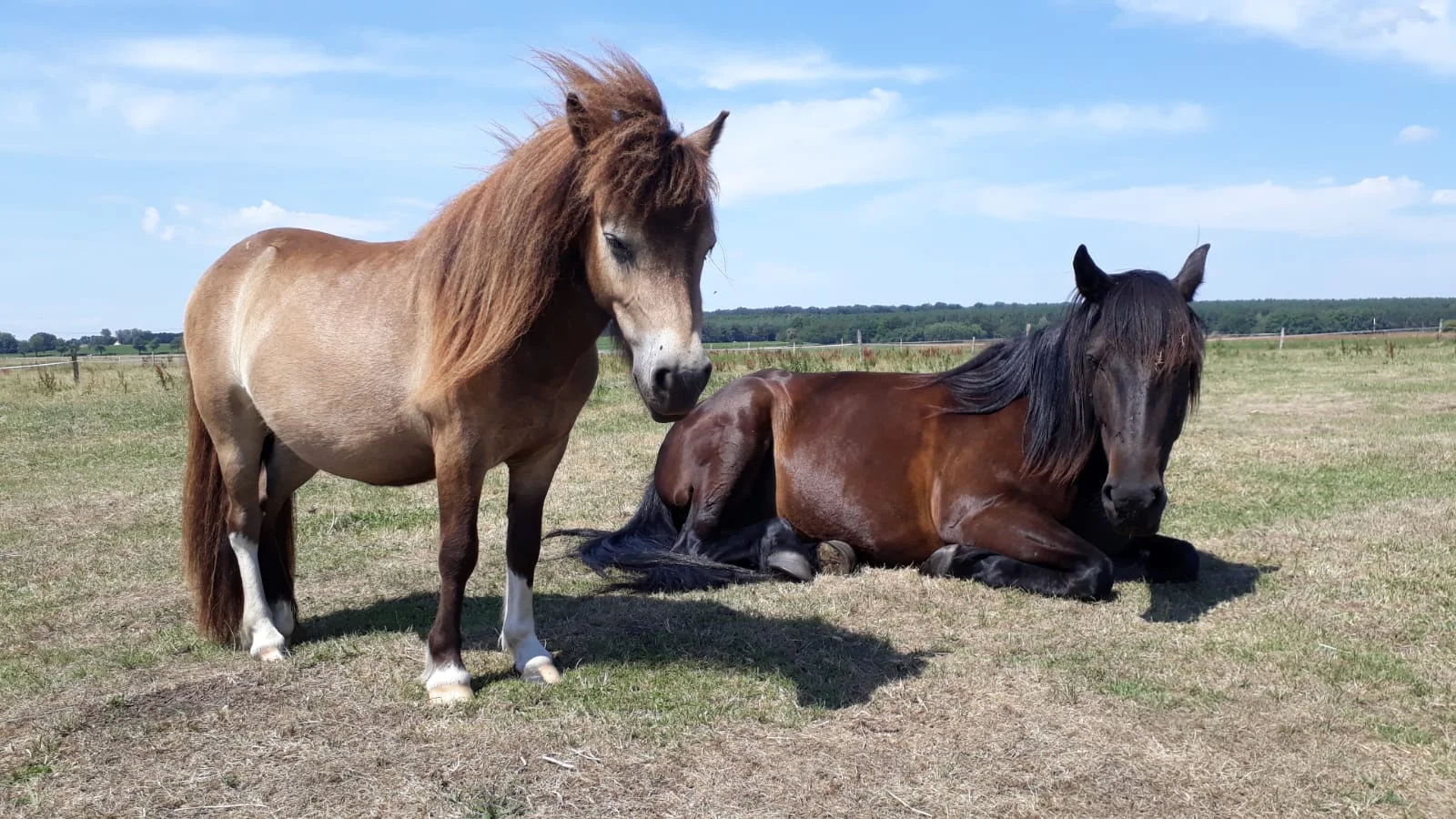 Pferde und Ponys auf der Weide