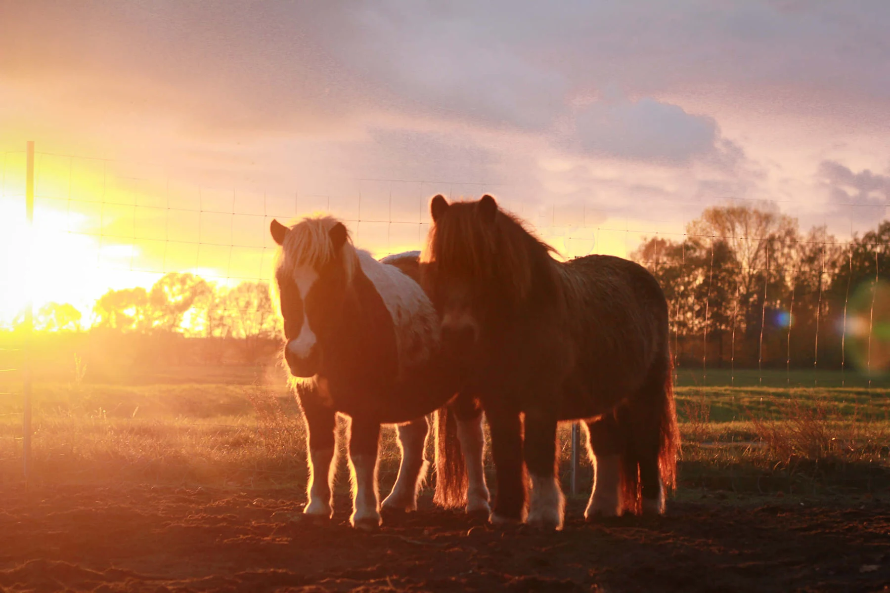 Pferde im Abendlicht auf Olmoland